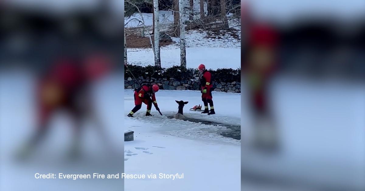 Firefighters rescue elk from frozen pond in Colorado Just The News